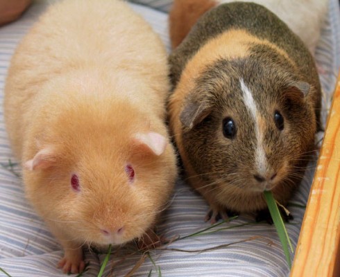 Enclosure for guinea pigs