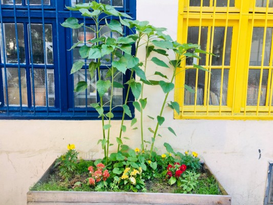 4 rainwater collectors for rue paradol planters